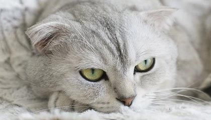 开云体育平台-节奏混乱时球员应如何优先选择防守站位，节奏型控卫的球鞋